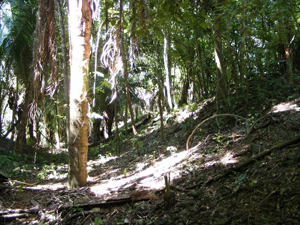 small_linearStructure1 (3)